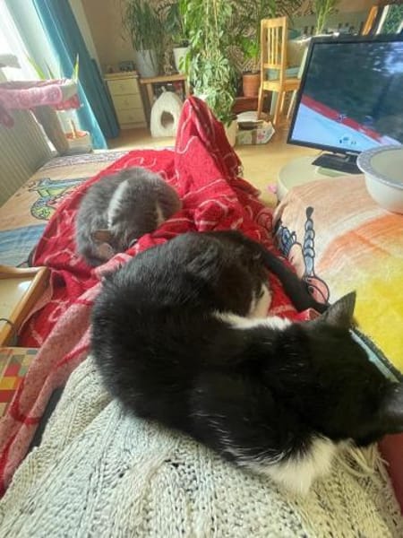 Zuhause gesucht für Gray