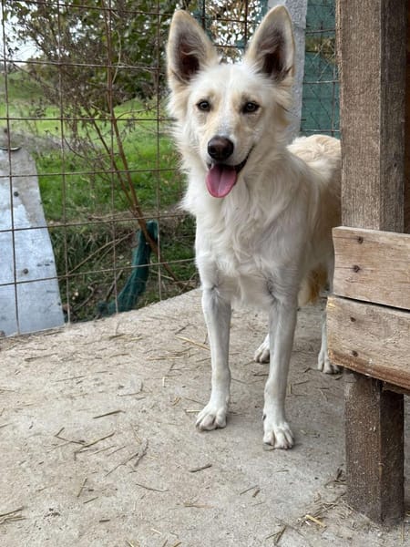 INDY 🐾❤ auf PS in 31089 Duingen