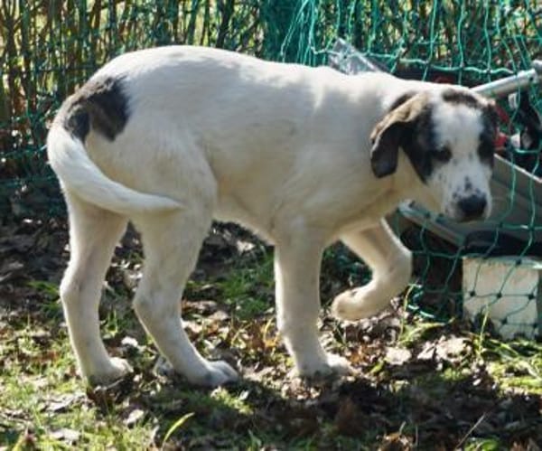 Cookie, neugierig, verspielt, offen