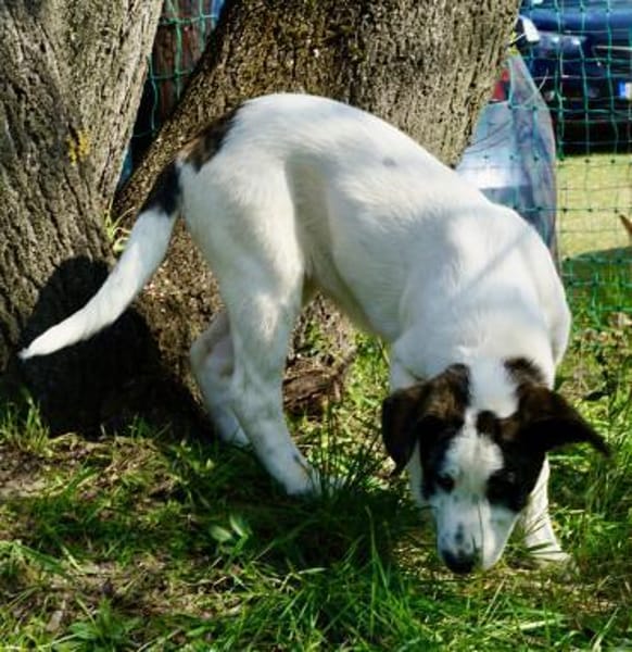 Cookie, neugierig, verspielt, offen