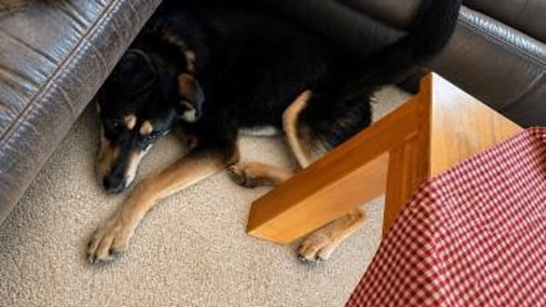 Buddy  ein stiller Gefährte