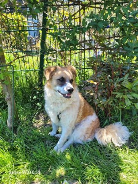 Vicky sucht ihr Für-Immer-Zuhause! 💖🐾