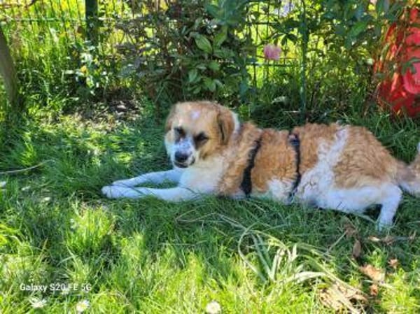 Vicky sucht ihr Für-Immer-Zuhause! 💖🐾