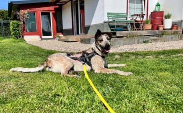 Zuhause für die schöne Velia gesucht