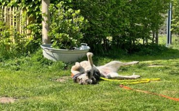 Zuhause für die schöne Velia gesucht