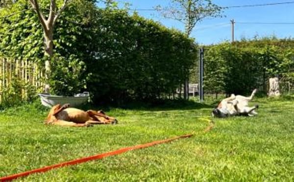 Zuhause für die schöne Velia gesucht