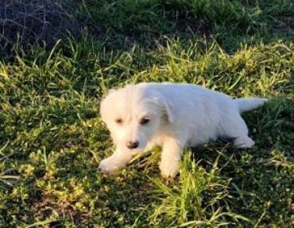 Blanca