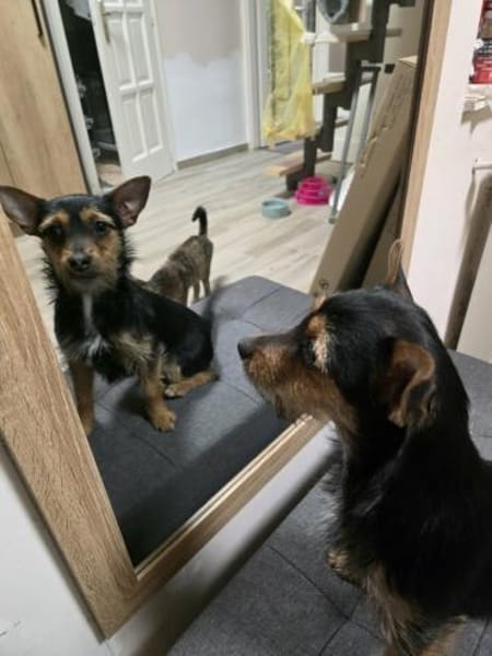 🐾 Maya  winzige Terrier-Mix-Hündin