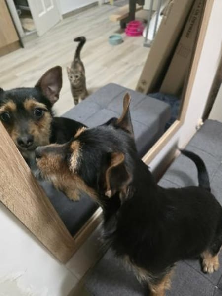 🐾 Maya  winzige Terrier-Mix-Hündin