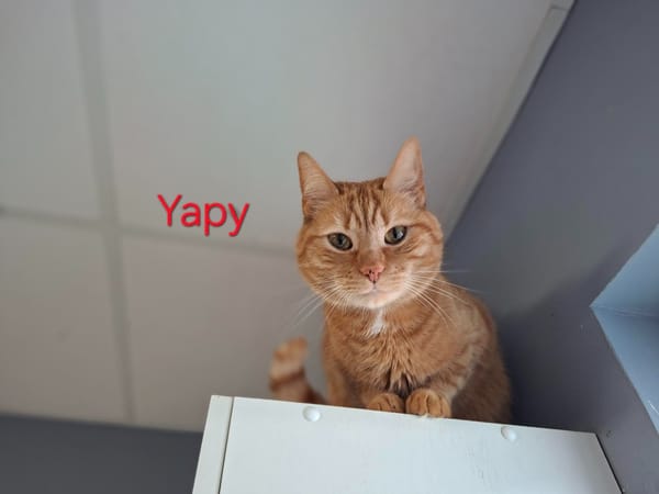 Yapy