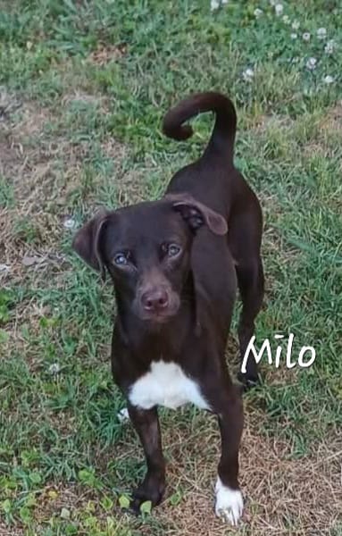 Milo
