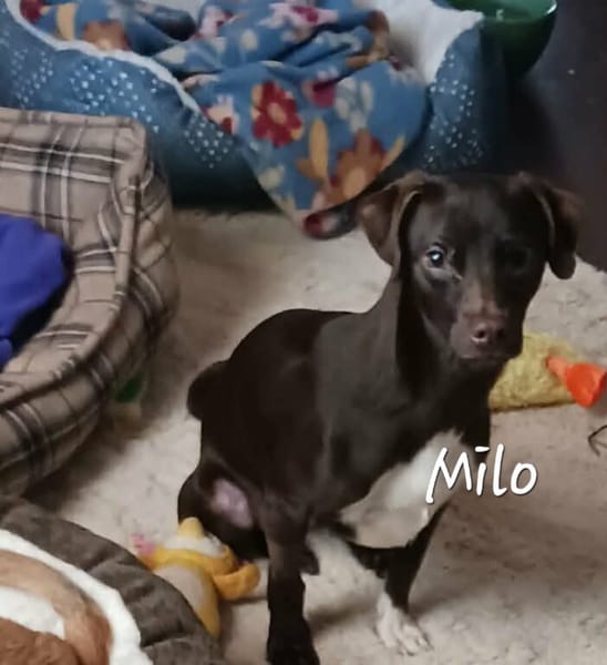 Milo
