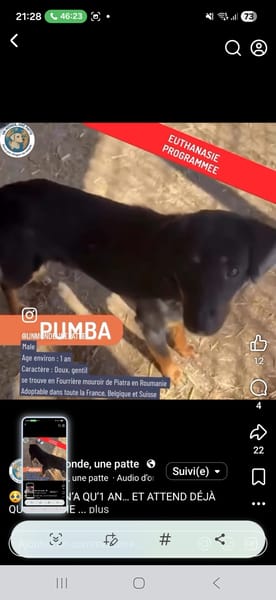 Pumba