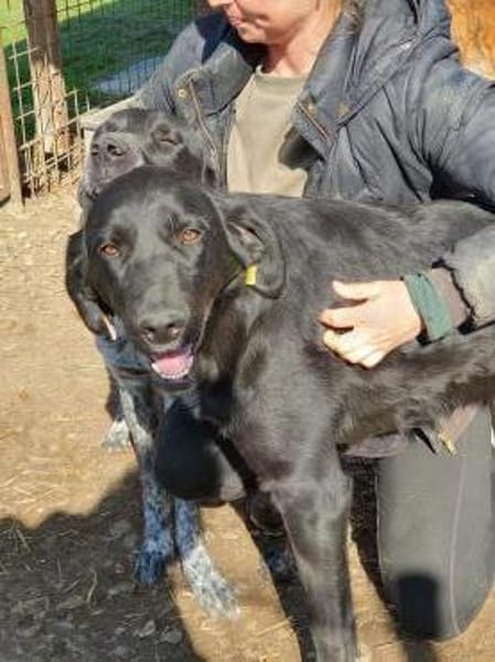 OBELIX-bildschöner Pointer-Mix-Rüde,61cm