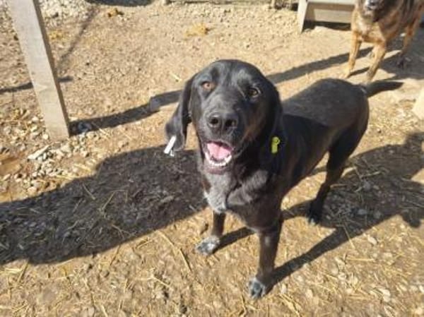 OBELIX-bildschöner Pointer-Mix-Rüde,61cm