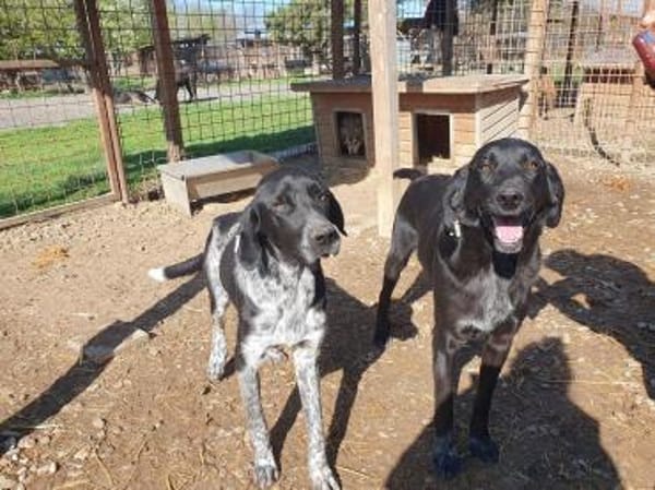 OBELIX-bildschöner Pointer-Mix-Rüde,61cm