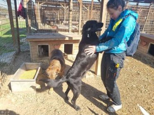 OBELIX-bildschöner Pointer-Mix-Rüde,61cm