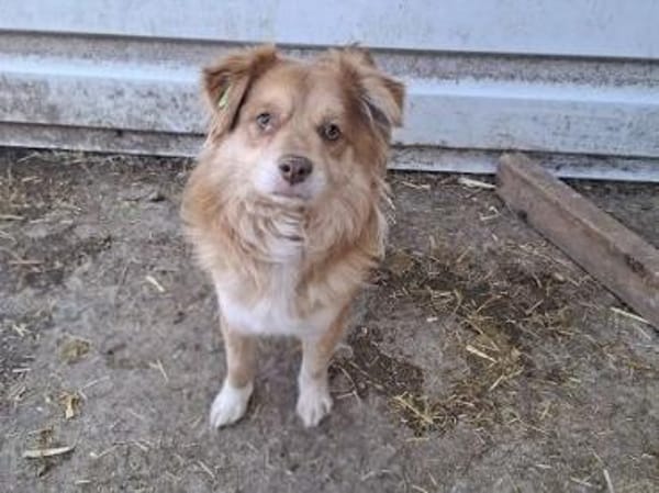 BENNY-hübscher,rot-brauner Rüde