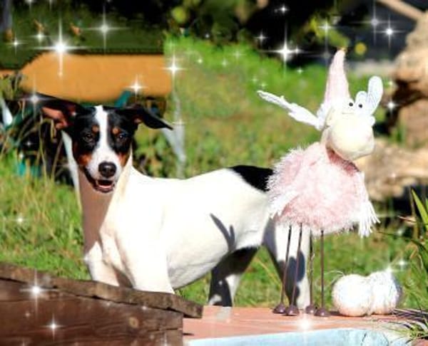 SUKI sucht ihren Partner-In-Crime