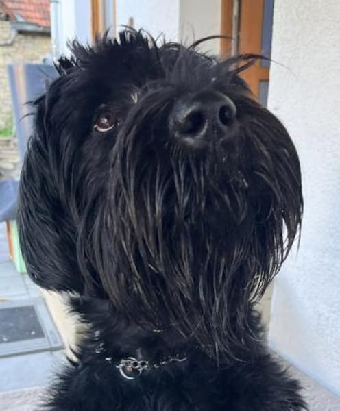 Blacky, Riesenschnauzer (geb.01/2022)
