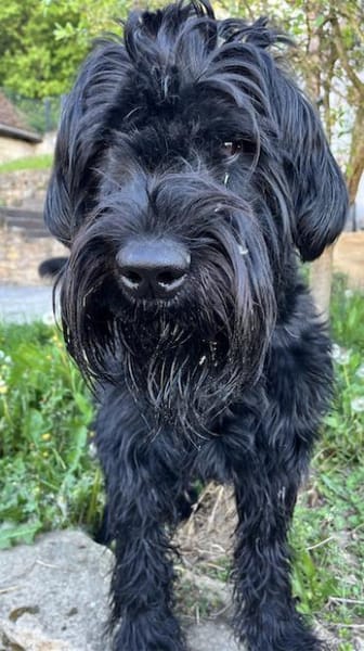 Blacky, Riesenschnauzer (geb.01/2022)