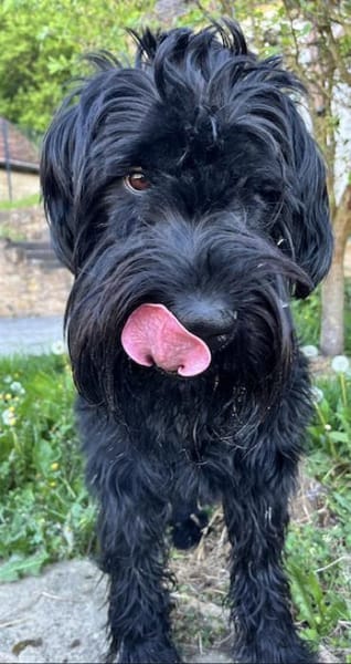 Blacky, Riesenschnauzer (geb.01/2022)