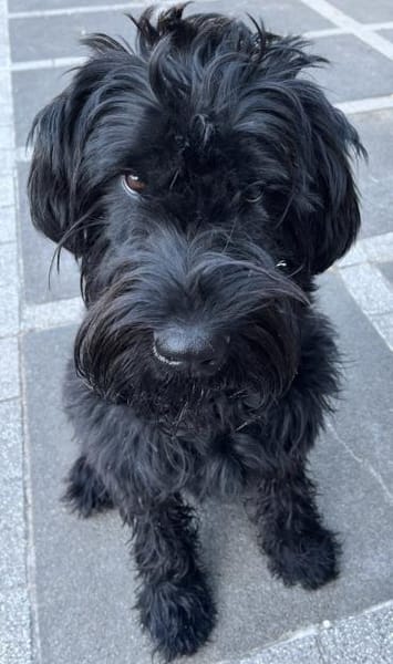 Blacky, Riesenschnauzer (geb.01/2022)