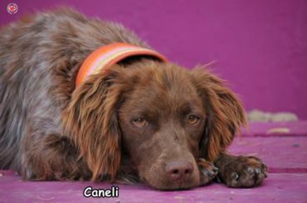 CANELI