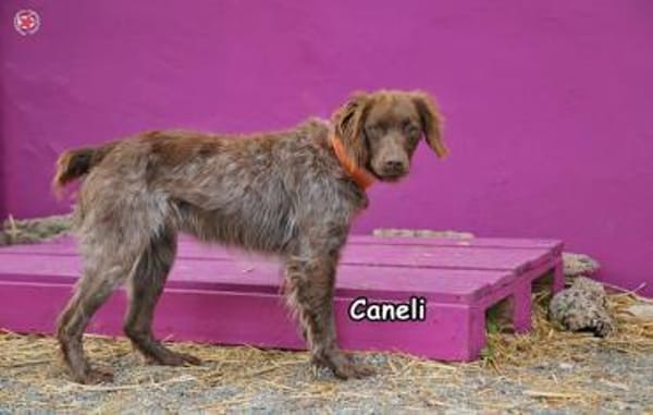 CANELI