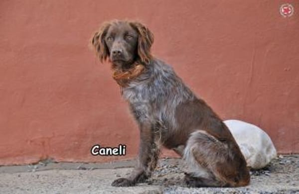 CANELI