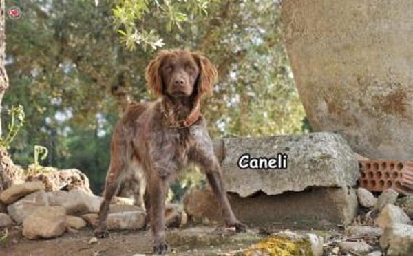 CANELI