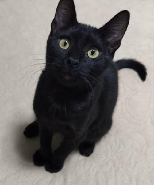 Junge verspielte Katze Baghera