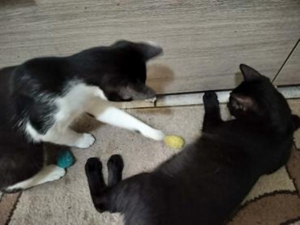 Junge verspielte Katze Baghera