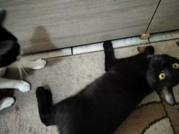 Junge verspielte Katze Baghera