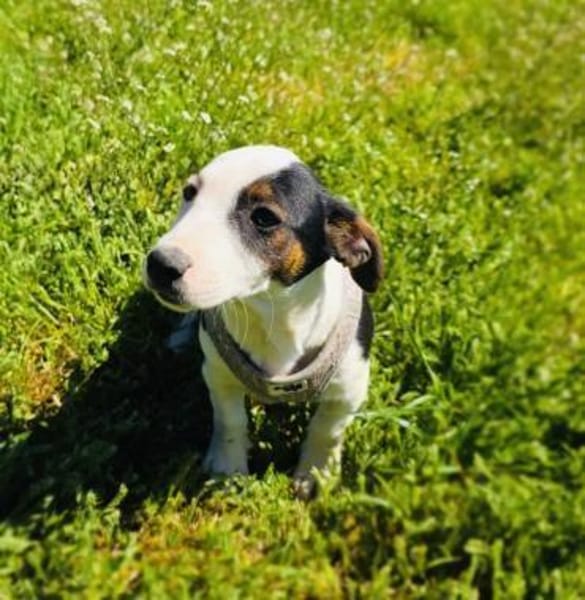 Sparky sehr menschenbezogen