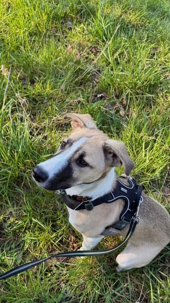 Lilly - sucht ihr für Immer Zuhause