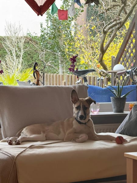 Lilly - sucht ihr für Immer Zuhause