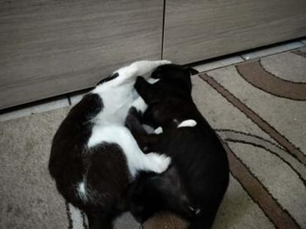 Verspielter Kater Mustache