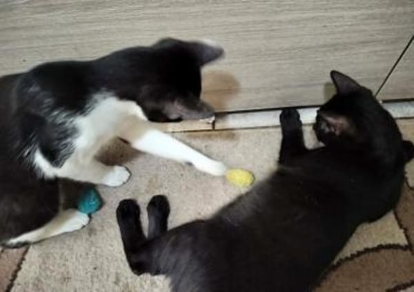 Verspielter Kater Mustache