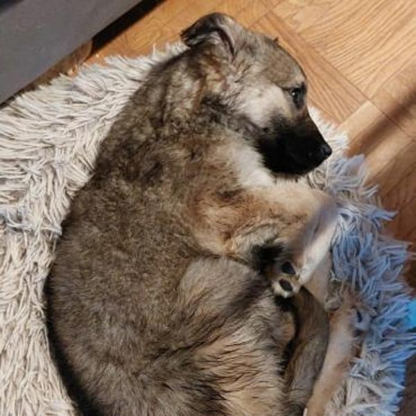liebes Welpenmädchen Laska auf PS 91278