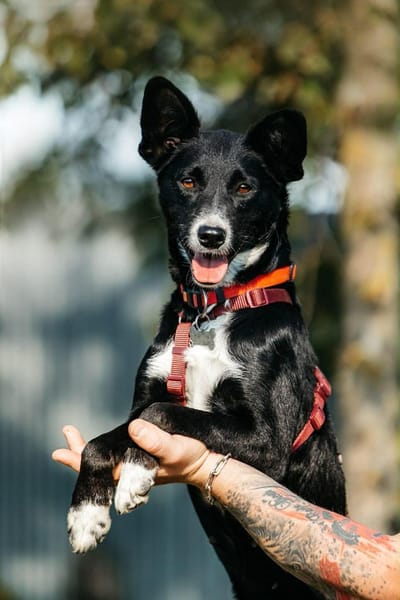 Sanfte Lucy sucht ruhiges Zuhause