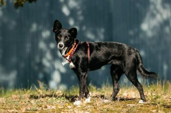 Sanfte Lucy sucht ruhiges Zuhause