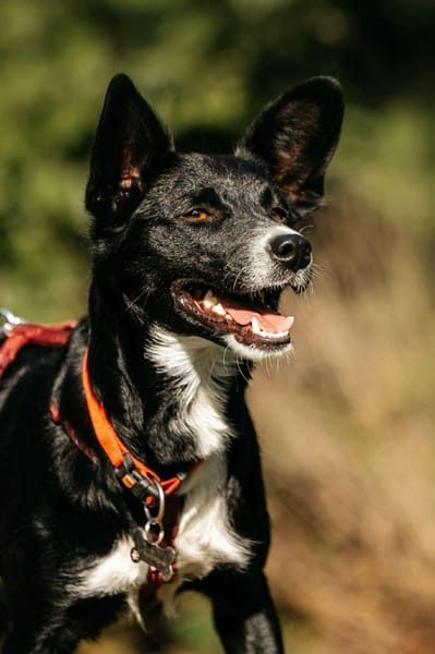 Sanfte Lucy sucht ruhiges Zuhause