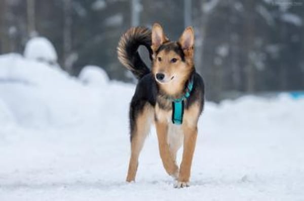Fröhlicher Nordik sucht sein Zuhause