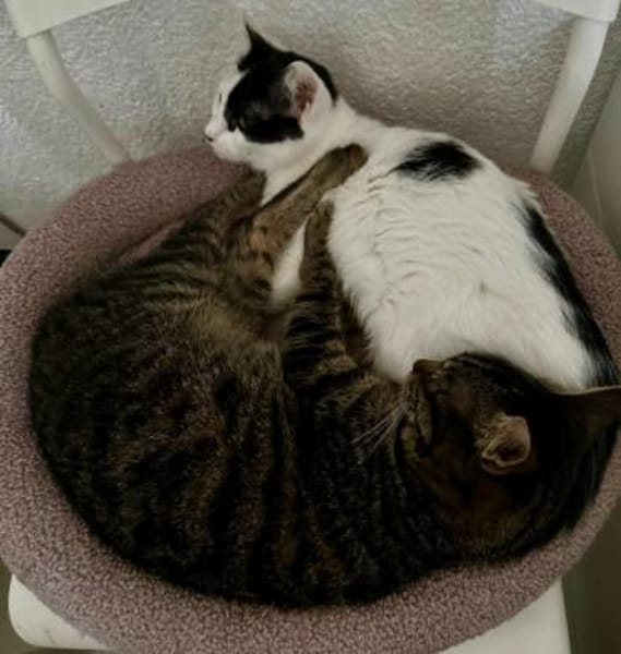 Denise, liebevolles Kuschelherz, ca. 8 M