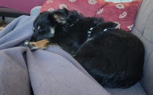 Freundlicher Familienhund Ameo