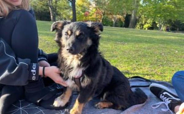 Freundlicher Familienhund Ameo