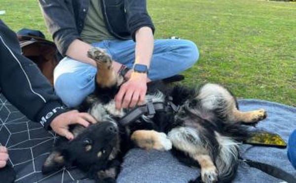 Freundlicher Familienhund Ameo