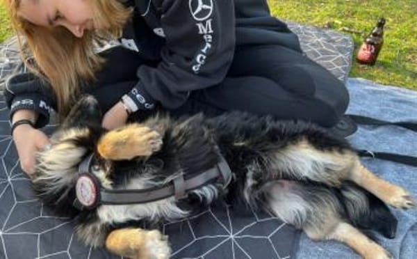 Freundlicher Familienhund Ameo