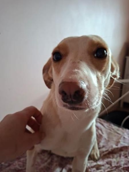 Mimo, zauberhafte Junghündin, ca. 1 Jahr